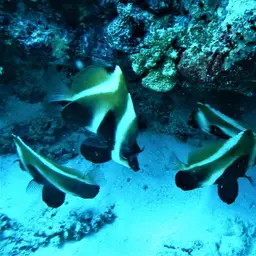 Indian Ocean Bannerfish, photo 7