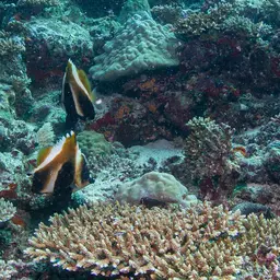 Indian Ocean Bannerfish, photo 8