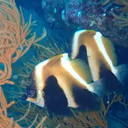 Indian Ocean Bannerfish, photo 9