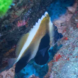 Indian Ocean Bannerfish, photo 10