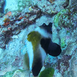 Indian Ocean Bannerfish, photo 11
