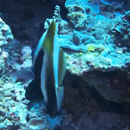 Indian Ocean Bannerfish, photo 12
