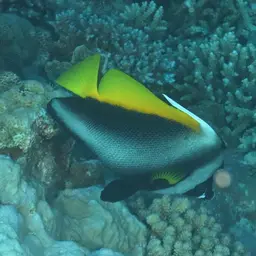 Bannerfish