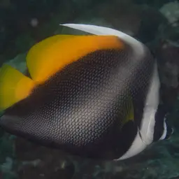 Bannerfish, photo 2
