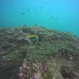 Bannerfish, photo 3