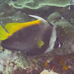 Bannerfish, photo 4