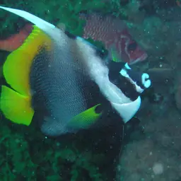 Bannerfish, photo 5
