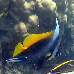 Bannerfish, photo 6