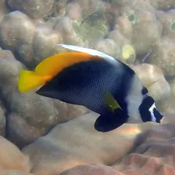 Bannerfish, photo 7