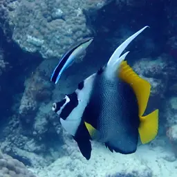 Bannerfish, photo 8