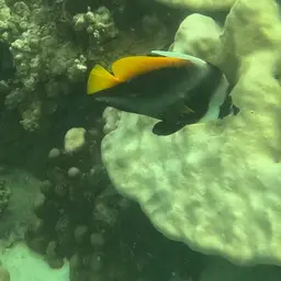 Bannerfish, photo 9