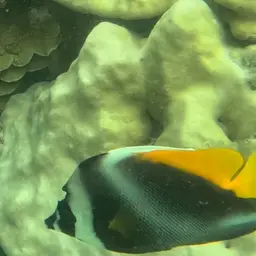 Bannerfish, photo 10