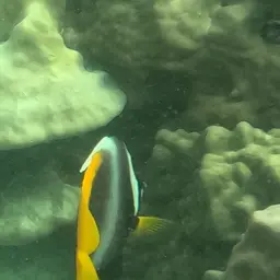 Bannerfish, photo 11