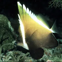 Horned Bannerfish