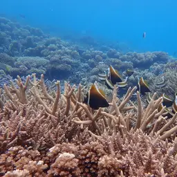 Horned Bannerfish, photo 2