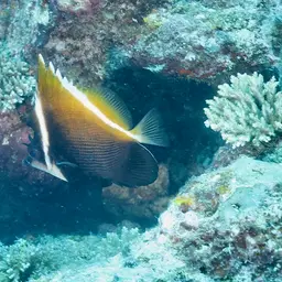 Horned Bannerfish, photo 3