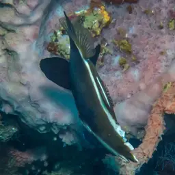 Horned Bannerfish, photo 4