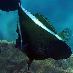Horned Bannerfish, photo 5