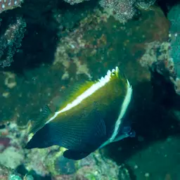 Horned Bannerfish, photo 6