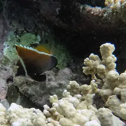Horned Bannerfish, photo 7