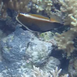Horned Bannerfish, photo 8