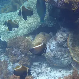Horned Bannerfish, photo 9