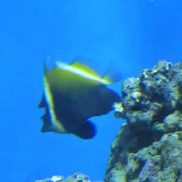 Horned Bannerfish, photo 10