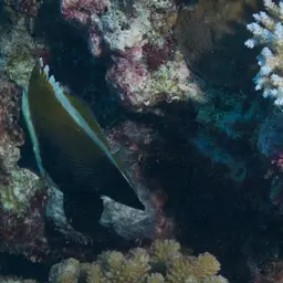Horned Bannerfish, photo 11