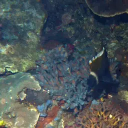 Horned Bannerfish, photo 12