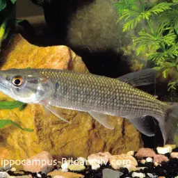 African Pike