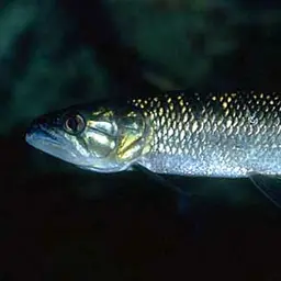 African Pike, photo 2