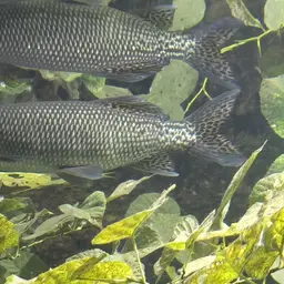 African Pike, photo 3
