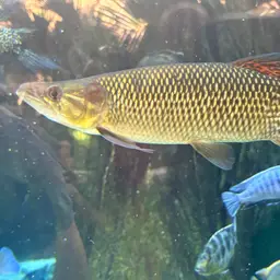 African Pike, photo 4