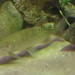 African Pike, photo 5