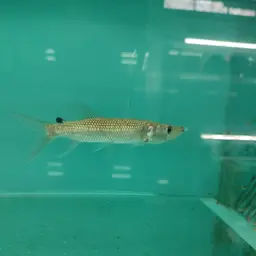 African Pike, photo 6