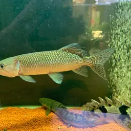 African Pike, photo 7