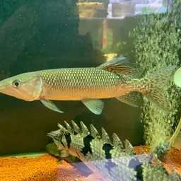 African Pike, photo 8