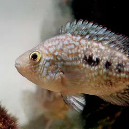 Green Texas Cichlid