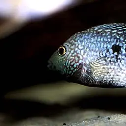 Green Texas Cichlid, photo 2