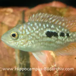 Green Texas Cichlid, photo 3