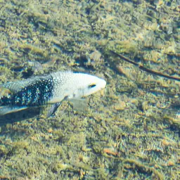 Green Texas Cichlid, photo 4