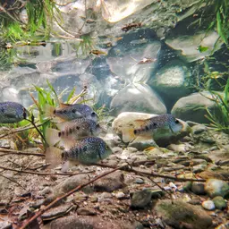 Green Texas Cichlid, photo 5