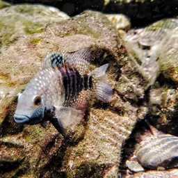 Green Texas Cichlid, photo 6