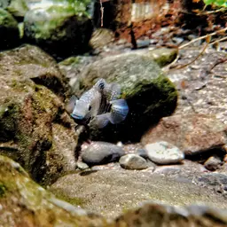 Green Texas Cichlid, photo 7
