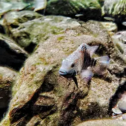 Green Texas Cichlid, photo 8