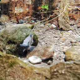Green Texas Cichlid, photo 9