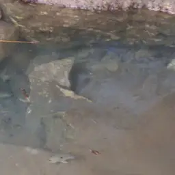 Green Texas Cichlid, photo 10