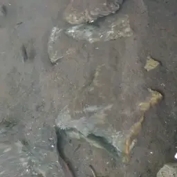 Green Texas Cichlid, photo 11