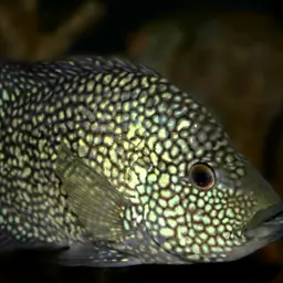 Texas Cichlid, photo 1