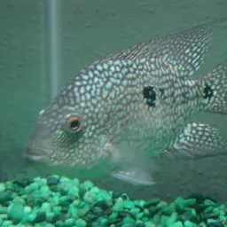 Texas Cichlid, photo 2